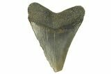 Serrated, Fossil Megalodon Tooth - North Carolina #295377-1